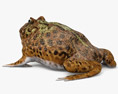 Argentine Horned Frog 3D модель