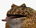 Argentine Horned Frog 3D модель