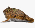 Argentine Horned Frog Modelo 3d