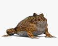 Argentine Horned Frog Modelo 3d