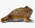 Argentine Horned Frog 3d model
