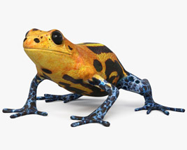 Poison Dart Frog 3D model