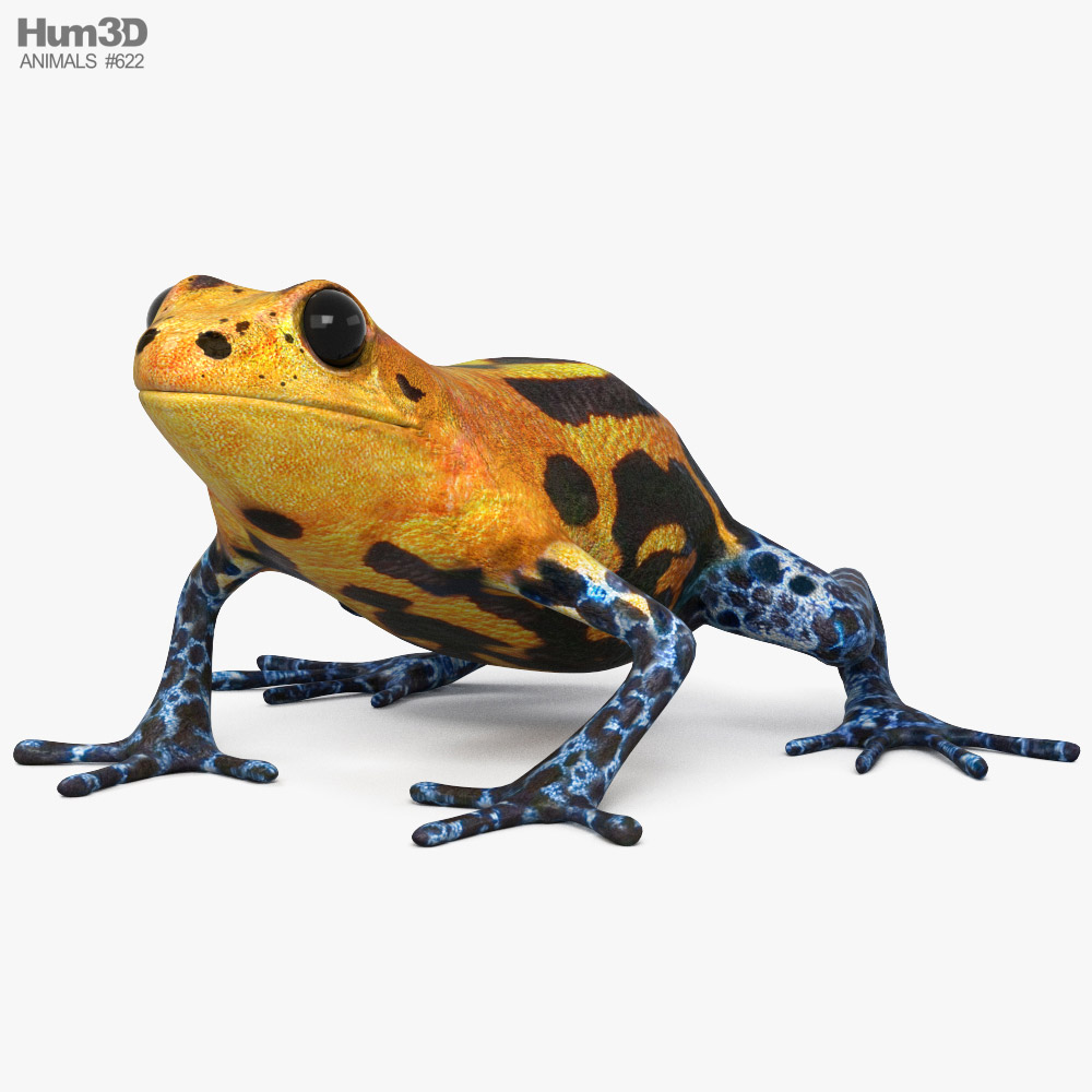 Poison Dart Frog Modelo 3d