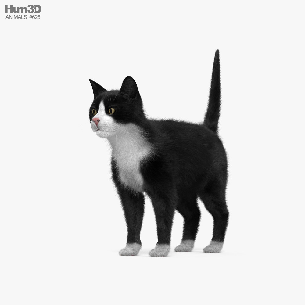Tuxedo Cat 3D model