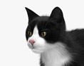 Tuxedo Cat 3D модель