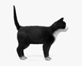 Tuxedo Cat 3d model