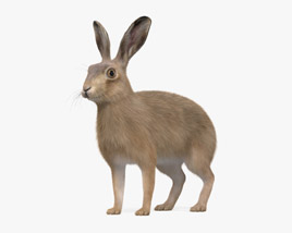 European Hare Modello 3D