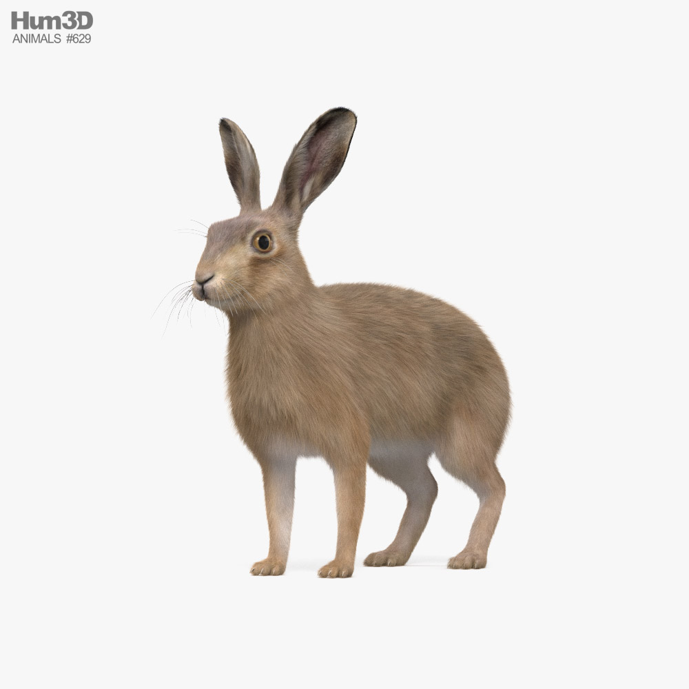 European Hare 3D model