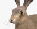 European Hare Modelo 3D
