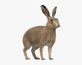 歐洲野兔 3D模型