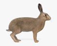 ヤブノウサギ 3Dモデル