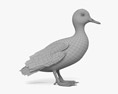 Tufted Duck 3d model