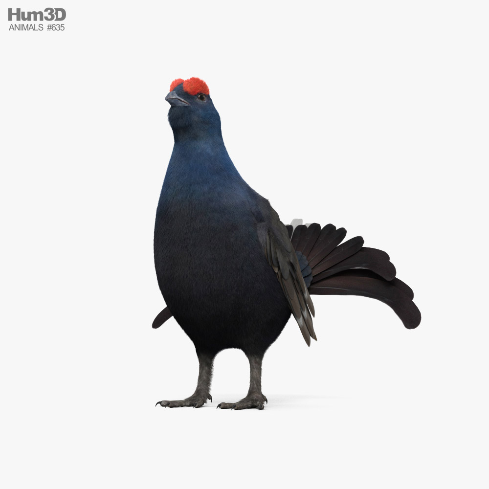黑琴鸡 3D模型