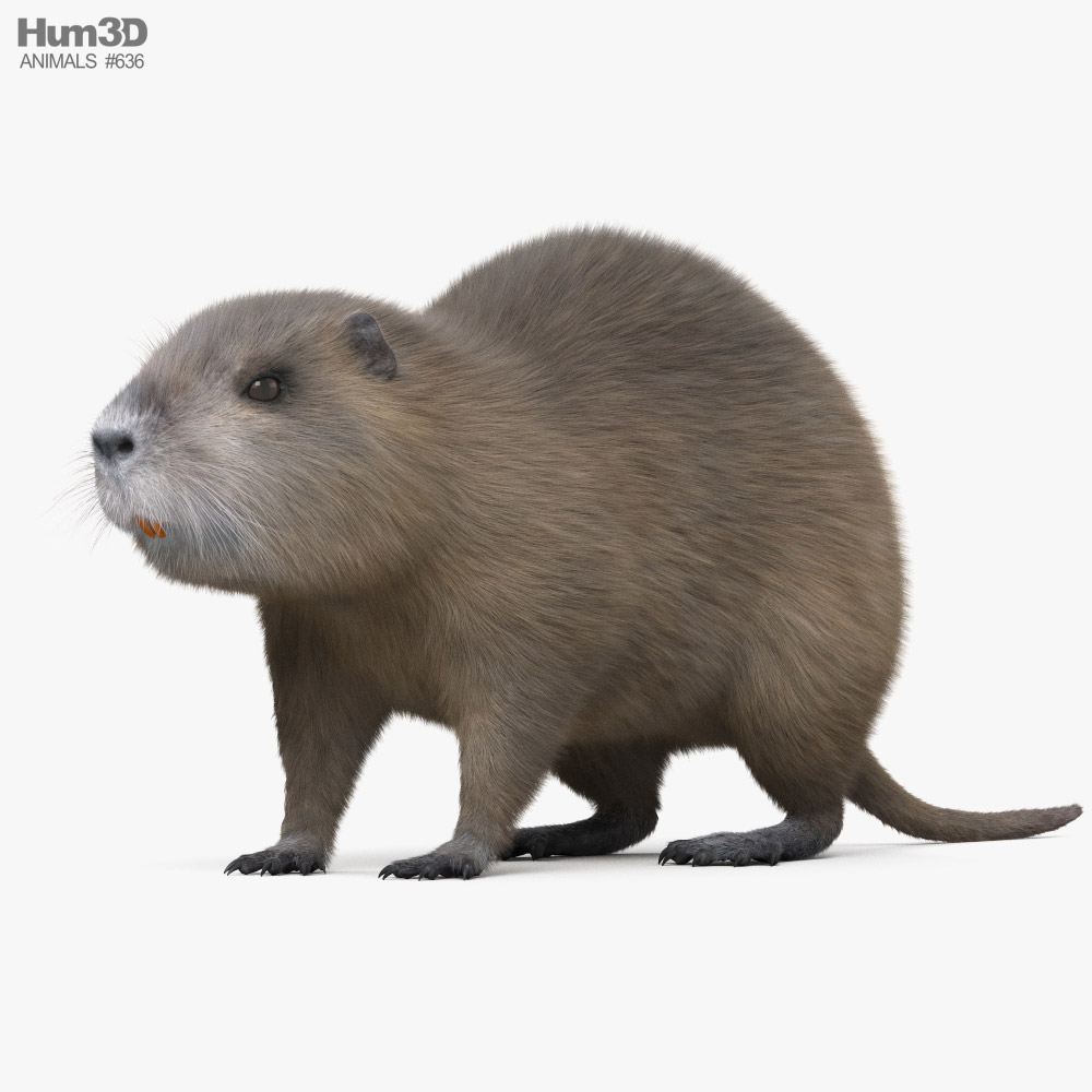 海狸鼠 3D模型