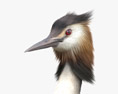 Great Crested Grebe 3d model