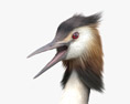 Great Crested Grebe 3d model