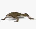 Шпоркова жаба гладенька 3D модель