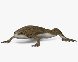 African Clawed Frog 3D model