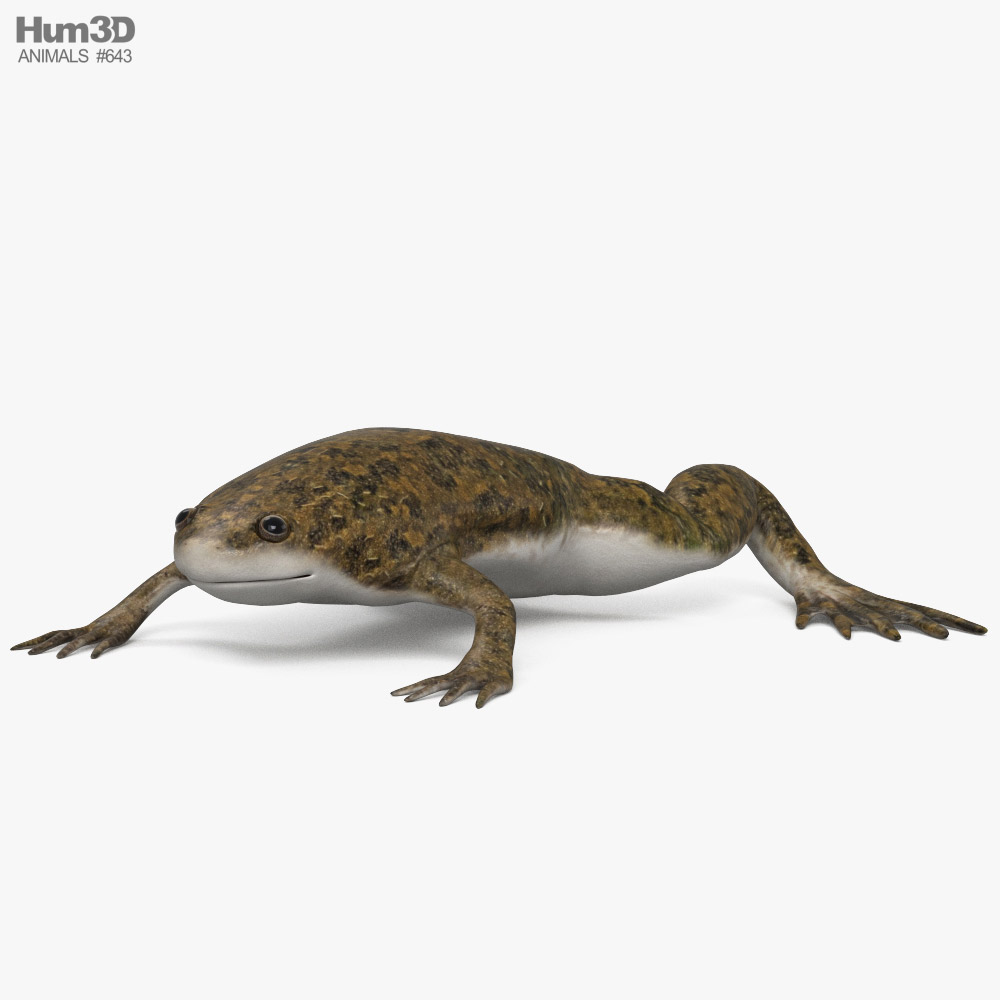 아프리카발톱개구리 3D 모델 