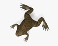 Шпоркова жаба гладенька 3D модель