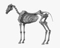 Скелет лошади 3D модель