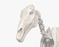 Скелет коня 3D модель