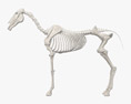Pferdeskelett 3D-Modell