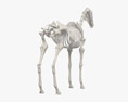 Скелет коня 3D модель