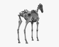 Scheletro di Cavallo Modello 3D