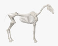Скелет лошади 3D модель