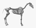 Pferdeskelett 3D-Modell