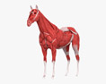 馬の筋肉系 3Dモデル
