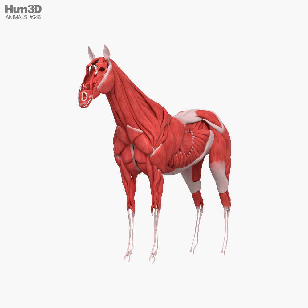 Système musculaire du cheval Modèle 3D