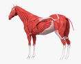 Système musculaire du cheval Modèle 3d