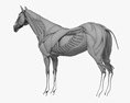 Muskelsystem des Pferdes 3D-Modell
