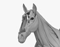 Мышечная система лошади 3D модель