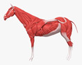 馬の筋肉系 3Dモデル
