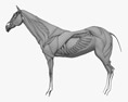 Мышечная система лошади 3D модель