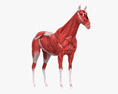 Sistema muscular del caballo Modelo 3D