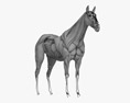 Muskelsystem des Pferdes 3D-Modell