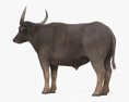 Арні буйвіл 3D модель