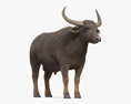 Арні буйвіл 3D модель