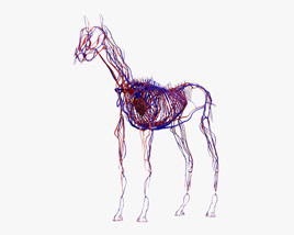 Système circulatoire du cheval Modèle 3D