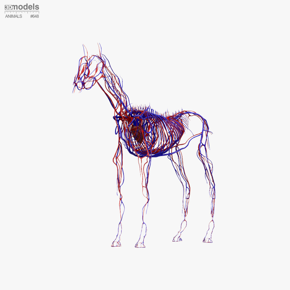 Horse Circulatory System 3D model