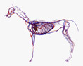 Kreislaufsystem des Pferdes 3D-Modell
