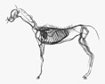 Horse Circulatory System 3D 모델 