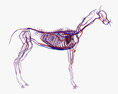 Sistema Circulatório de Cavalo Modelo 3d