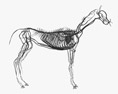 Kreislaufsystem des Pferdes 3D-Modell