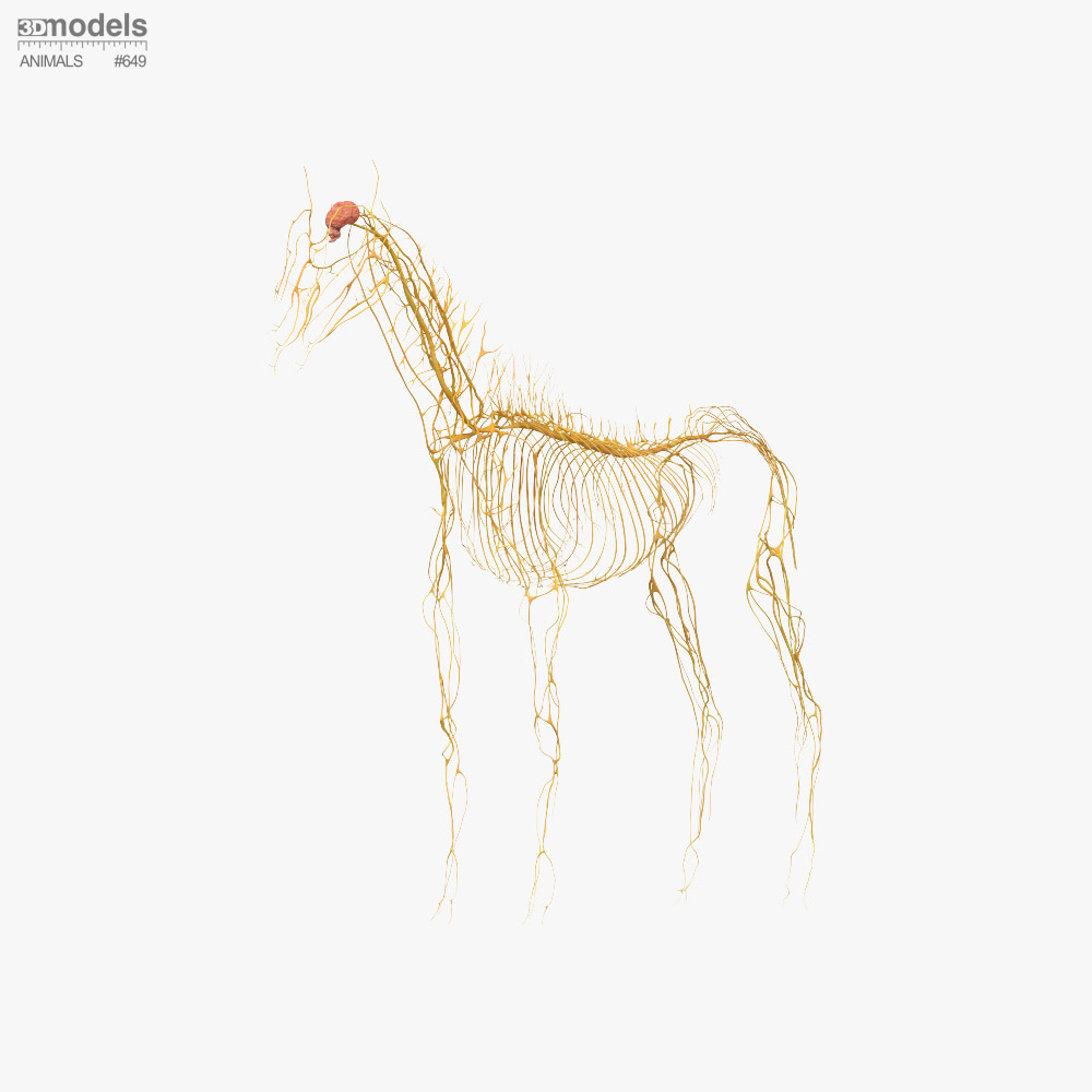Sistema Nervoso do Cavalo Modelo 3d