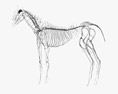 Нервная система лошади 3D модель
